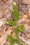 Running clubmoss